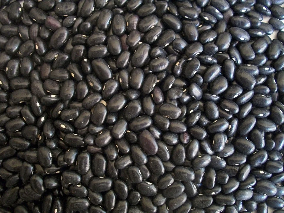 Pulses & Lentils